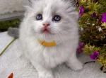 Daffney READY OCTOBER 2 - Ragdoll Cat For Sale - Mount Joy&comma; PA&comma; US