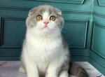 Faro - Scottish Fold Cat For Sale - Glendale&comma; CA&comma; US