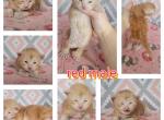 Red male - Maine Coon Cat For Sale - Frenchtown&comma; MI&comma; US