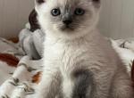 Patron - British Shorthair Cat For Sale - Brooklyn&comma; NY&comma; US