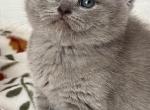 Linda - British Shorthair Cat For Sale - Brooklyn&comma; NY&comma; US