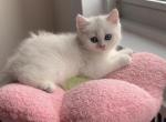 Simba - British Shorthair Cat For Sale - New York&comma; NY&comma; US