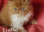 Ezekiel - Exotic Cat For Sale - Lemont&comma; IL&comma; US
