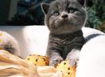 Cuddles - British Shorthair Cat For Sale - Vancouver&comma; WA&comma; US