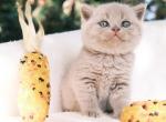 Cleo - British Shorthair Cat For Sale - Vancouver&comma; WA&comma; US