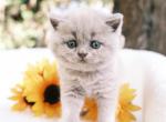 Nala - British Shorthair Cat For Sale - Vancouver&comma; WA&comma; US