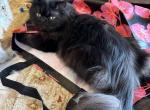 Misha - Persian Cat For Sale - Fort Worth&comma; TX&comma; US