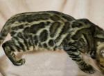 Brown Clouded Female Yellow Collar - Bengal Cat For Sale - Bradner&comma; OH&comma; US