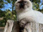 Tofu - Minuet Cat For Sale - West Branch&comma; MI&comma; US