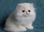 White LH - Exotic Cat For Sale - Plymouth&comma; MN&comma; US