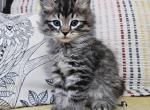 Storm - Siberian Cat For Sale - Arnold&comma; MO&comma; US