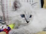 Fawn - Siberian Cat For Sale - Arnold&comma; MO&comma; US