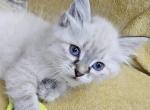 Rose - Siberian Cat For Sale - Arnold&comma; MO&comma; US