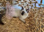 Casper - Balinese Cat For Sale - CA&comma; US
