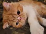 Sherman - Exotic Cat For Sale - Saint Petersburg&comma; FL&comma; US