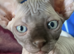 Coco - Sphynx Cat For Sale - Astoria&comma; NY&comma; US