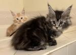 Maine Coon Kittens European - Maine Coon Cat For Sale - Waynesboro&comma; PA&comma; US