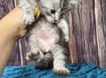 Silver striped male - Maine Coon Cat For Sale - Jacksonville&comma; FL&comma; US
