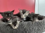 Mainecoon litter - Maine Coon Cat For Sale - Jacksonville&comma; FL&comma; US