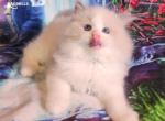Tonny Ragdoll Boy - Ragdoll Cat For Sale - VA&comma; US