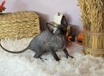Wednesday - Sphynx Kitten For Sale - Mundelein&comma; IL&comma; US