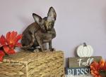Tigress - Sphynx Cat For Sale - Mundelein&comma; IL&comma; US