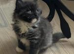 Smoke Ragdoll Persian Himalayan Cross - Ragamuffin Cat For Sale - Ojai&comma; CA&comma; US