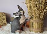 Sassy - Sphynx Cat For Sale - Mundelein&comma; IL&comma; US