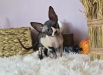 Domino - Sphynx Cat For Sale - Mundelein&comma; IL&comma; US