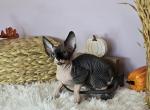 Figaro - Sphynx Cat For Sale - Mundelein&comma; IL&comma; US