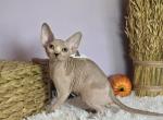 Pixel - Sphynx Cat For Sale - Mundelein&comma; IL&comma; US