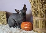 Loki - Sphynx Cat For Sale - Mundelein&comma; IL&comma; US