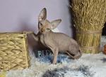 Flame - Sphynx Cat For Sale - Mundelein&comma; IL&comma; US