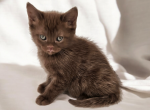 Kali - Munchkin Cat For Sale - Neosho&comma; MO&comma; US