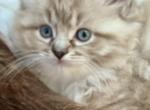 Sadie - Ragdoll Cat For Sale - Edgartown&comma; MA&comma; US