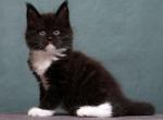 Kelt - Maine Coon Cat For Sale - Miami&comma; FL&comma; US