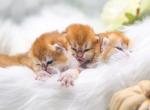 Litter B Babies - Scottish Fold Cat For Adoption - Watertown&comma; NY&comma; US
