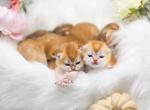 Litter B - Scottish Fold Cat For Sale - Watertown&comma; NY&comma; US