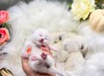 Litter C - Scottish Straight Cat For Sale - Watertown&comma; NY&comma; US