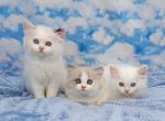 Callies babbies pending deposit - Ragamuffin Cat For Sale - Poplar Grove&comma; IL&comma; US
