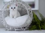 Tessa HappyBRI - British Shorthair Cat For Sale - FL&comma; US