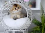 Tiana HappyBRI - British Shorthair Cat For Sale - FL&comma; US