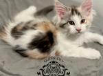Maine Coon Girl Tica registered - Maine Coon Cat For Sale - 