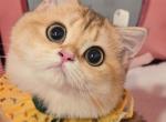 Angela - British Shorthair Cat For Sale - Irvine&comma; CA&comma; US