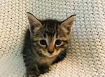 lilac FREE - Domestic Cat For Sale - New Holland&comma; PA&comma; US