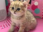 Tiger - British Shorthair Cat For Sale - Brooklyn&comma; NY&comma; US