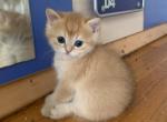Baron - British Shorthair Cat For Sale - Brooklyn&comma; NY&comma; US