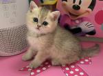 Monica - British Shorthair Cat For Sale - Brooklyn&comma; NY&comma; US