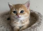 Mary - British Shorthair Cat For Sale - Brooklyn&comma; NY&comma; US