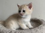 Ron - British Shorthair Cat For Sale - Brooklyn&comma; NY&comma; US